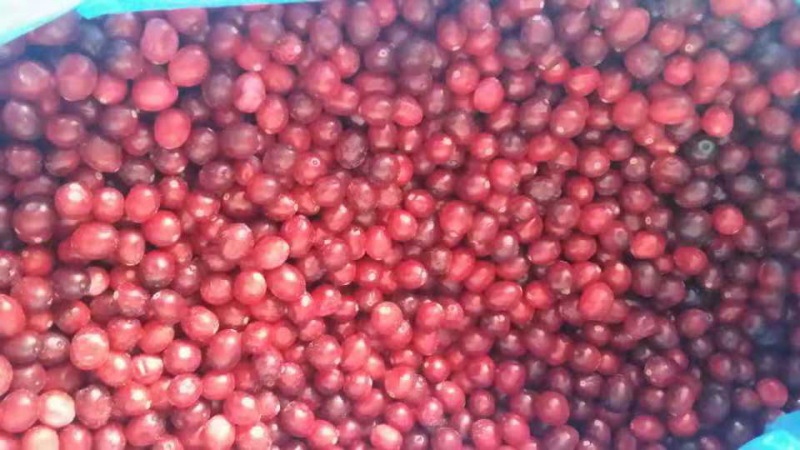 lingonberries